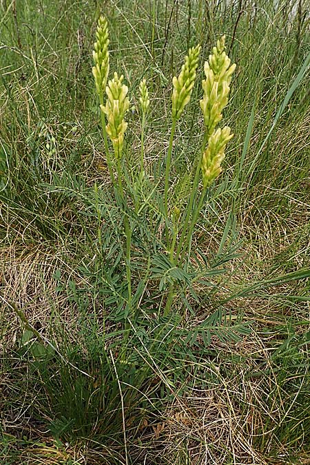 Astragalus asper \ Rauer Tragant / Rough Milk-Vetch, A Seewinkel, Apetlon 8.5.2022
