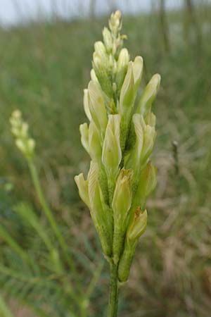 Astragalus asper \ Rauer Tragant / Rough Milk-Vetch, A Seewinkel, Apetlon 8.5.2022
