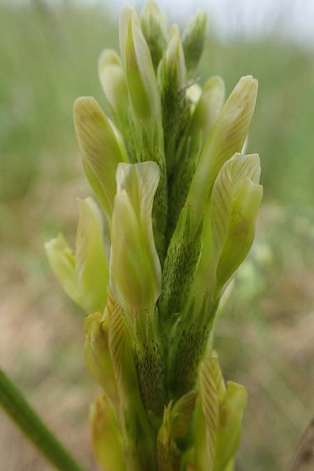 Astragalus asper \ Rauer Tragant / Rough Milk-Vetch, A Seewinkel, Apetlon 8.5.2022