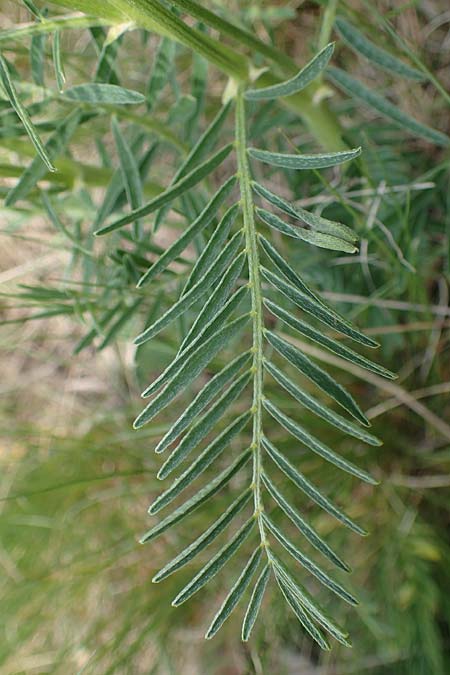 Astragalus asper \ Rauer Tragant / Rough Milk-Vetch, A Seewinkel, Apetlon 8.5.2022