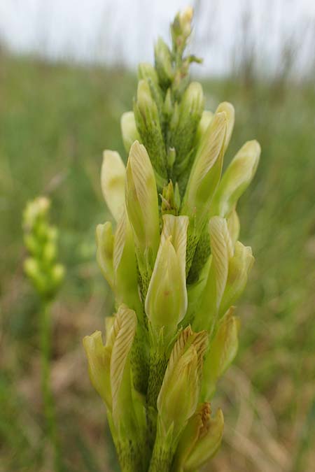 Astragalus asper \ Rauer Tragant / Rough Milk-Vetch, A Seewinkel, Apetlon 8.5.2022