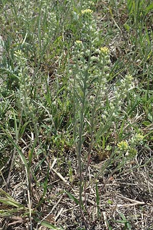 Alyssum alyssoides \ Kelch-Steinkraut / Small Alison, Pale Madwort, A Seewinkel, Podersdorf 9.5.2022
