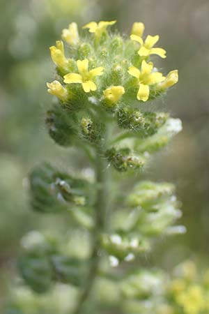 Alyssum alyssoides \ Kelch-Steinkraut / Small Alison, Pale Madwort, A Seewinkel, Podersdorf 9.5.2022
