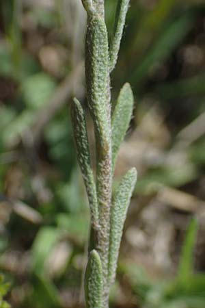 Alyssum alyssoides \ Kelch-Steinkraut / Small Alison, Pale Madwort, A Seewinkel, Podersdorf 9.5.2022