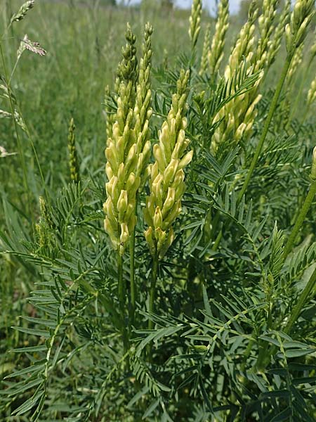 Astragalus asper \ Rauer Tragant / Rough Milk-Vetch, A Seewinkel, Podersdorf 10.5.2022