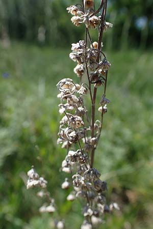 Artemisia austriaca \ sterreicher Beifu / Austrian Wormwood, A Gumpoldskirchen 15.5.2022