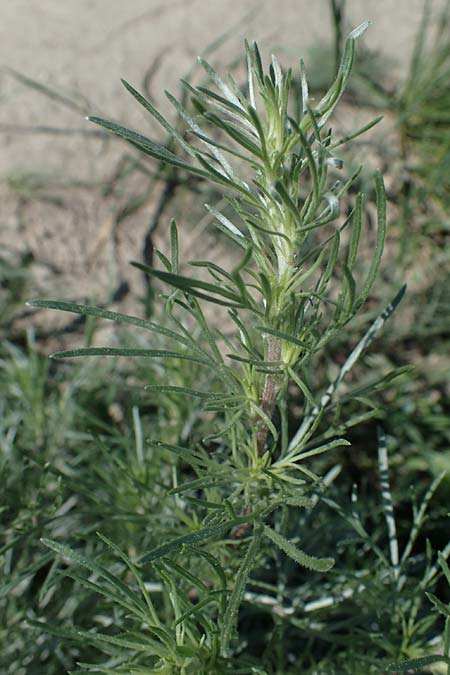 Artemisia campestris \ Feld-Beifu / Field Wormwood, A Gumpoldskirchen 15.5.2022