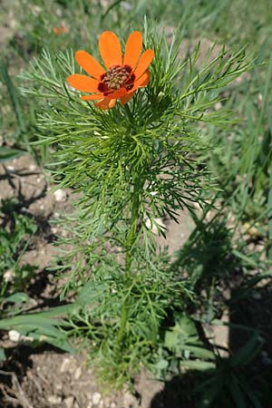 Adonis aestivalis \ Sommer-Adonisrschen / Summer Pheasant's Eye, A Gumpoldskirchen 15.5.2022