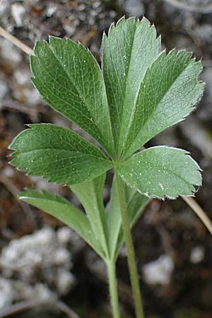 Alchemilla hoppeana \ Hoppes Frauenmantel / Hoppe's Lady's Mantle, A St. Gilgen 16.5.2022