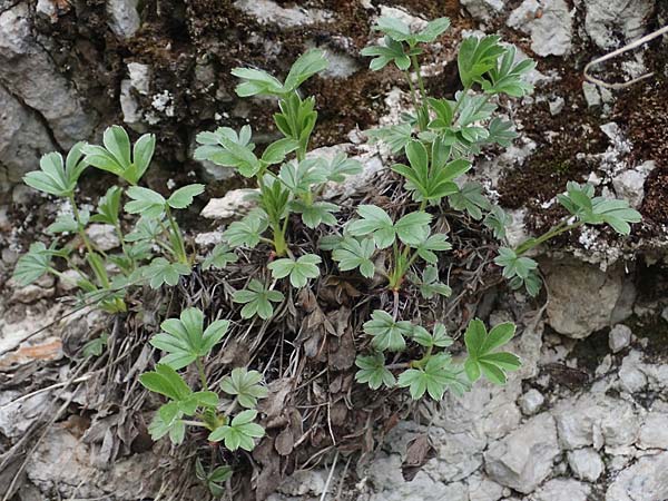 Alchemilla hoppeana \ Hoppes Frauenmantel / Hoppe's Lady's Mantle, A St. Gilgen 16.5.2022