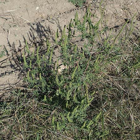 Ambrosia artemisiifolia \ Hohe Ambrosie, Aufrechtes Traubenkraut / Ragweed, A Siegendorf 24.9.2022