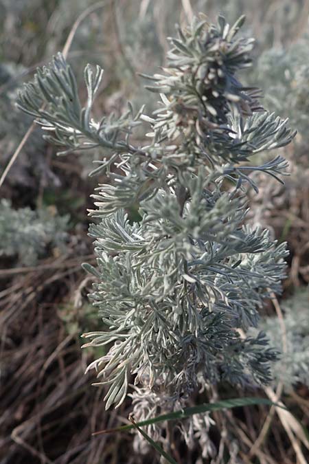 Artemisia austriaca \ sterreicher Beifu / Austrian Wormwood, A Breitenbrunn 24.9.2022