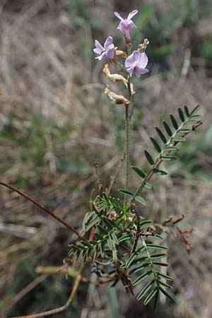 Astragalus austriacus \ �sterreicher Tragant, A Breitenbrunn 24.9.2022