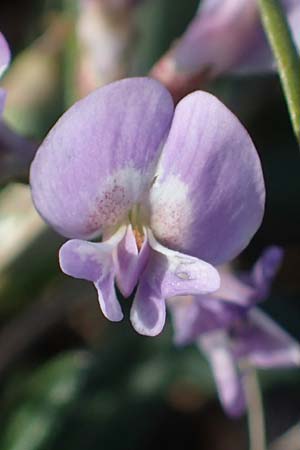 Astragalus austriacus \ �sterreicher Tragant, A Breitenbrunn 24.9.2022