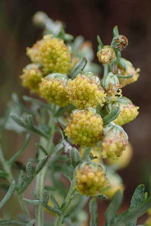Artemisia austriaca \ sterreicher Beifu / Austrian Wormwood, A Gumpoldskirchen 29.9.2022