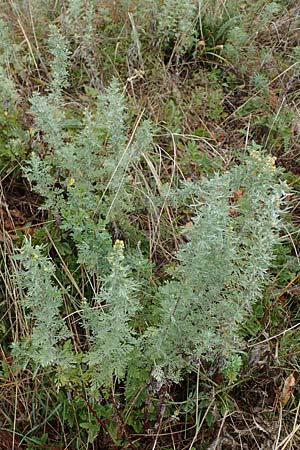 Artemisia austriaca \ sterreicher Beifu / Austrian Wormwood, A Gumpoldskirchen 29.9.2022