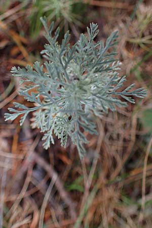 Artemisia austriaca \ sterreicher Beifu / Austrian Wormwood, A Gumpoldskirchen 29.9.2022