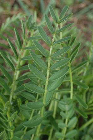 Astragalus asper \ Rauer Tragant / Rough Milk-Vetch, A Wien 2.4.2023