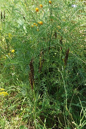 Astragalus asper \ Rauer Tragant / Rough Milk-Vetch, A Wien 10.7.2023