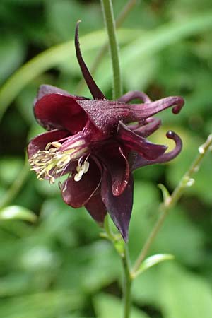 Aquilegia atrata \ Schwarzviolette Akelei / Dark Columbine, A St. Gallen im Gesäuse 4.7.2024