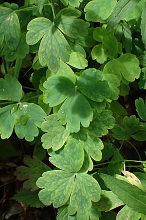 Aquilegia atrata \ Schwarzviolette Akelei / Dark Columbine, A St. Gallen im Gesäuse 4.7.2024