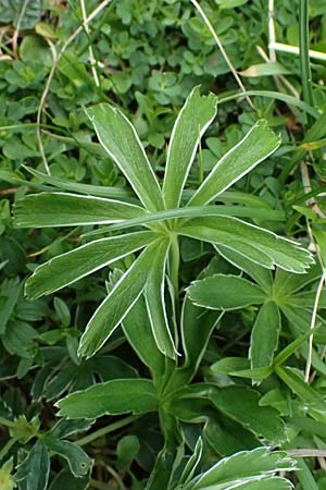 Alchemilla alpigena \ Gefalteter Alpen-Frauenmantel / Alpine Lady's Mantle, A Admont 5.7.2024