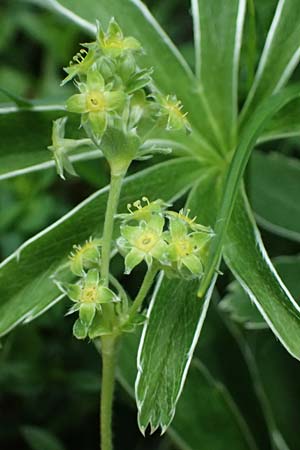 Alchemilla alpigena \ Gefalteter Alpen-Frauenmantel / Alpine Lady's Mantle, A Admont 5.7.2024