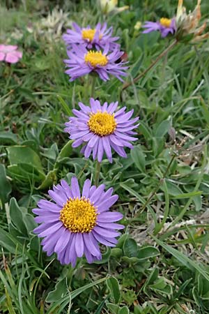 Aster alpinus \ Alpen-Aster / Alpine Aster, A Trenchtling 6.7.2024