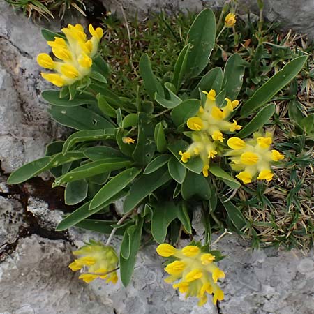 Anthyllis vulneraria subsp. alpestris \ Alpen-Wundklee / Alpine Kidney Vetch, A Trenchtling 6.7.2024