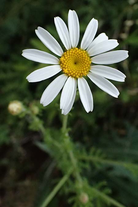 Anthemis austriaca \ sterreichische Hundskamille / Austrian Chamomile, A Pulkau 9.5.2025
