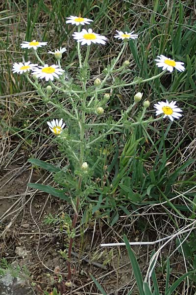 Anthemis austriaca \ sterreichische Hundskamille / Austrian Chamomile, A Pulkau 9.5.2025