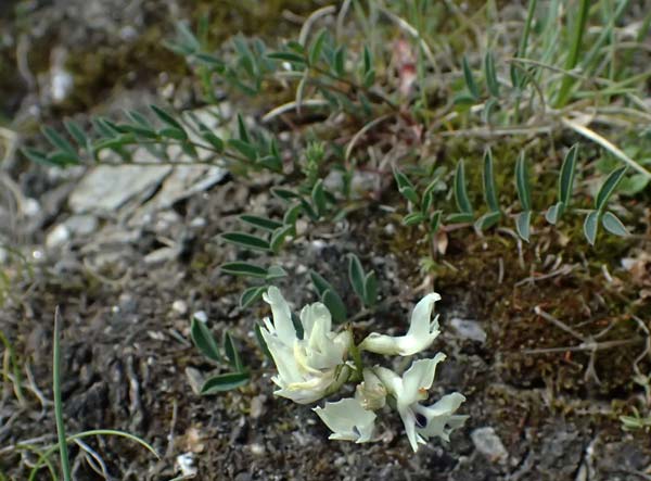 Astragalus australis \ S&uuml;dlicher Tragant / Indian Milk-Vetch, Southern Milk-Vetch, A Bad Gastein 29.6.2025