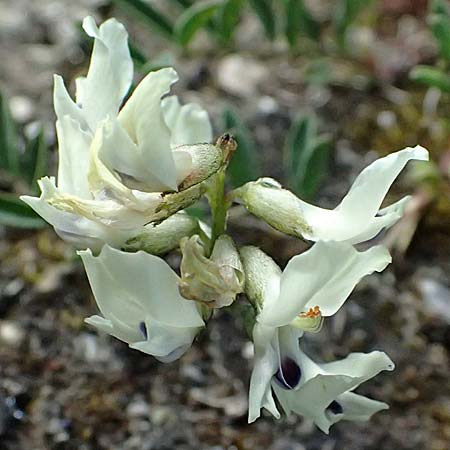 Astragalus australis \ S&uuml;dlicher Tragant / Indian Milk-Vetch, Southern Milk-Vetch, A Bad Gastein 29.6.2025