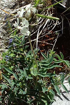 Astragalus australis \ S&uuml;dlicher Tragant / Indian Milk-Vetch, Southern Milk-Vetch, A Bad Gastein 29.6.2025
