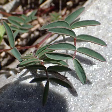 Astragalus australis \ S&uuml;dlicher Tragant / Indian Milk-Vetch, Southern Milk-Vetch, A Bad Gastein 29.6.2025