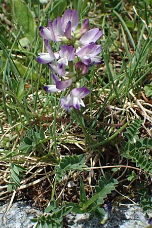 Astragalus alpinus \ Alpen-Tragant / Alpine Milk-Vetch, A Großglockner 30.6.2025