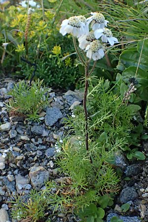 Achillea atrata \ Schwarzrandige Schafgarbe / Black Milfoil, A Großglockner 11.8.2025