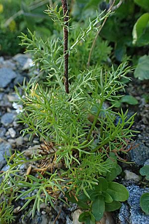 Achillea atrata \ Schwarzrandige Schafgarbe / Black Milfoil, A Großglockner 11.8.2025