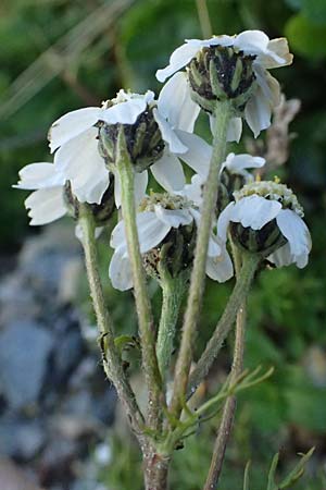 Achillea atrata \ Schwarzrandige Schafgarbe / Black Milfoil, A Großglockner 11.8.2025