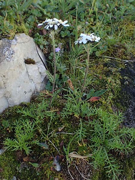 Achillea atrata \ Schwarzrandige Schafgarbe / Black Milfoil, A Großglockner 11.8.2025