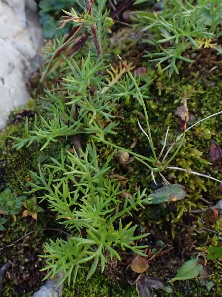 Achillea atrata \ Schwarzrandige Schafgarbe / Black Milfoil, A Großglockner 11.8.2025