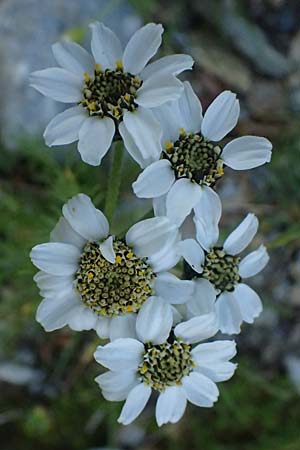 Achillea atrata \ Schwarzrandige Schafgarbe / Black Milfoil, A Großglockner 11.8.2025
