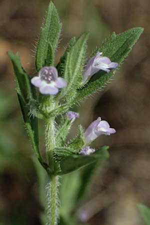 Clinopodium acinos \ Gemeiner Steinquendel / Basil Thyme, A Bisamberg 12.8.2025