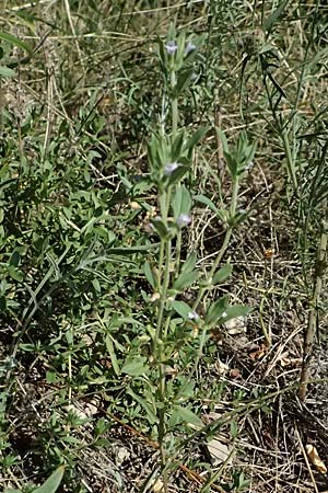 Clinopodium acinos \ Gemeiner Steinquendel / Basil Thyme, A Bisamberg 12.8.2025