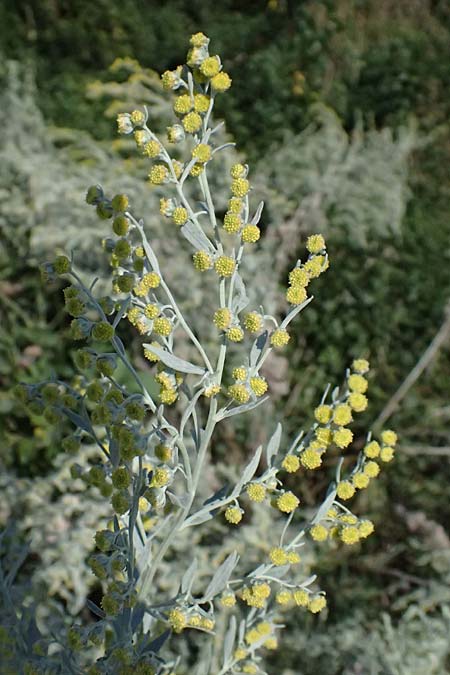 Artemisia austriaca \ sterreicher Beifu / Austrian Wormwood, A Neusiedl am See 13.8.2025