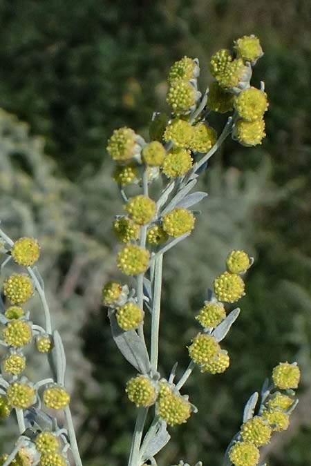 Artemisia austriaca \ sterreicher Beifu / Austrian Wormwood, A Neusiedl am See 13.8.2025