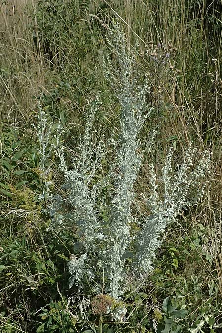 Artemisia austriaca \ sterreicher Beifu / Austrian Wormwood, A Neusiedl am See 13.8.2025
