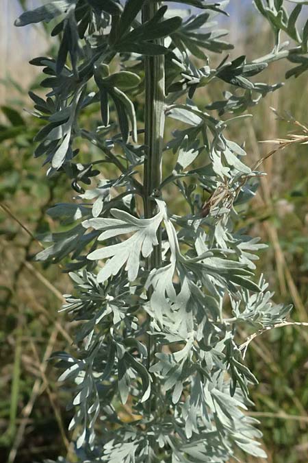 Artemisia austriaca \ sterreicher Beifu / Austrian Wormwood, A Neusiedl am See 13.8.2025