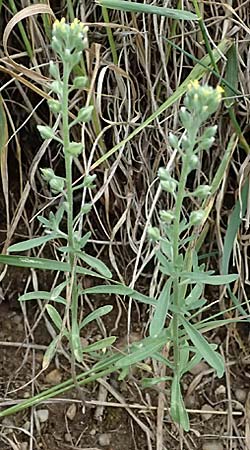 Alyssum alyssoides \ Kelch-Steinkraut / Small Alison, Pale Madwort, A Hollabrunn 12.6.2026