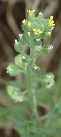 Alyssum alyssoides \ Kelch-Steinkraut / Small Alison, Pale Madwort, A Hollabrunn 12.6.2026